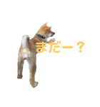 柴犬おはぎの毎日スタンプ2（個別スタンプ：8）