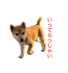 柴犬おはぎの毎日スタンプ2（個別スタンプ：12）