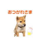 柴犬おはぎの毎日スタンプ2（個別スタンプ：13）