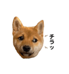 柴犬おはぎの毎日スタンプ2（個別スタンプ：15）