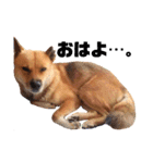 熟女犬 ゼン（個別スタンプ：1）