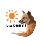 熟女犬 ゼン（個別スタンプ：2）