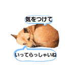 熟女犬 ゼン（個別スタンプ：3）