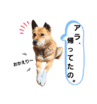 熟女犬 ゼン（個別スタンプ：4）