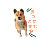 熟女犬 ゼン（個別スタンプ：5）