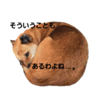 熟女犬 ゼン（個別スタンプ：7）