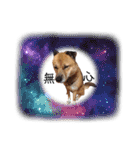 熟女犬 ゼン（個別スタンプ：8）