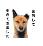 熟女犬 ゼン（個別スタンプ：9）
