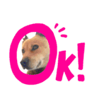 熟女犬 ゼン（個別スタンプ：11）