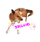 熟女犬 ゼン（個別スタンプ：12）