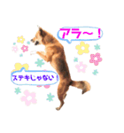 熟女犬 ゼン（個別スタンプ：14）