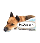 熟女犬 ゼン（個別スタンプ：17）