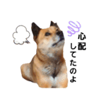熟女犬 ゼン（個別スタンプ：18）