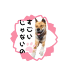 熟女犬 ゼン（個別スタンプ：20）