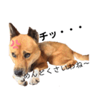 熟女犬 ゼン（個別スタンプ：21）