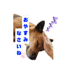 熟女犬 ゼン（個別スタンプ：24）