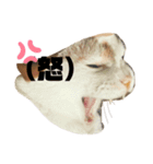 レオンとクール（個別スタンプ：3）