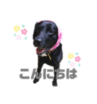 黒ラブ ジャック（個別スタンプ：3）