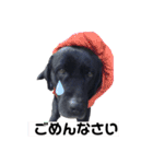 黒ラブ ジャック（個別スタンプ：9）