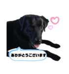 黒ラブ ジャック（個別スタンプ：10）
