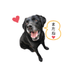 黒ラブ ジャック（個別スタンプ：12）