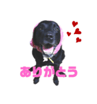 黒ラブ ジャック（個別スタンプ：23）