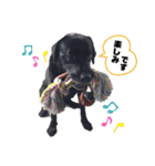 黒ラブ ジャック（個別スタンプ：24）