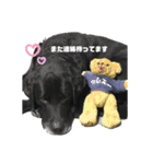 黒ラブ ジャック（個別スタンプ：31）