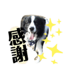 関根家の愛犬（個別スタンプ：1）