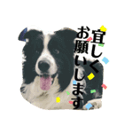 関根家の愛犬（個別スタンプ：2）