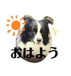 関根家の愛犬（個別スタンプ：4）