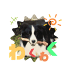 関根家の愛犬（個別スタンプ：8）