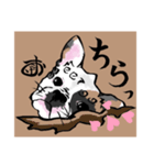 こまいぬ見習い！！フレブル『こげお』（個別スタンプ：2）