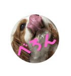 キャバリアぎんときスタンプ4（個別スタンプ：5）