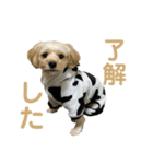 くーの助（個別スタンプ：4）