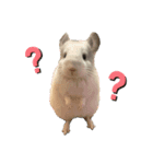 チンチラはにーちゃん（個別スタンプ：2）