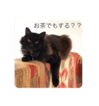 黒猫cocoさん①（個別スタンプ：5）