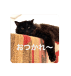 黒猫cocoさん①（個別スタンプ：7）