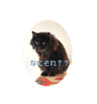 黒猫cocoさん①（個別スタンプ：8）