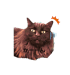 黒猫cocoさん①（個別スタンプ：9）