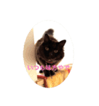 黒猫cocoさん①（個別スタンプ：11）