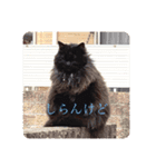 黒猫cocoさん①（個別スタンプ：14）