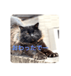 黒猫cocoさん①（個別スタンプ：15）