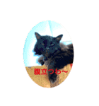 黒猫cocoさん①（個別スタンプ：19）