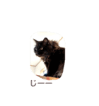 黒猫cocoさん①（個別スタンプ：20）