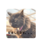 黒猫cocoさん①（個別スタンプ：22）