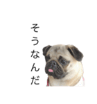 犬と猫って癒しだよね（個別スタンプ：1）