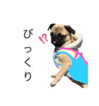 犬と猫って癒しだよね（個別スタンプ：4）