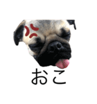 犬と猫って癒しだよね（個別スタンプ：9）