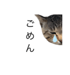 犬と猫って癒しだよね（個別スタンプ：10）